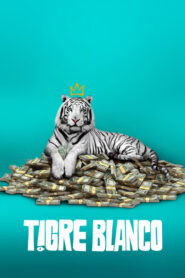 Tigre Blanco / The white tiger